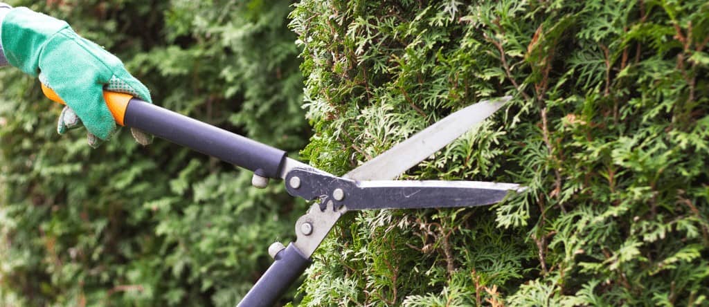 Entreprise de ramonage pour taille de haie Bûcheron pour couper et abattre arbres et arbustes