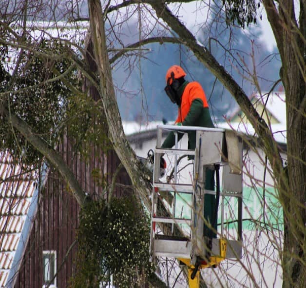 Taille d'arbres entreprise d'élagage pour tailler arbres et arbustes