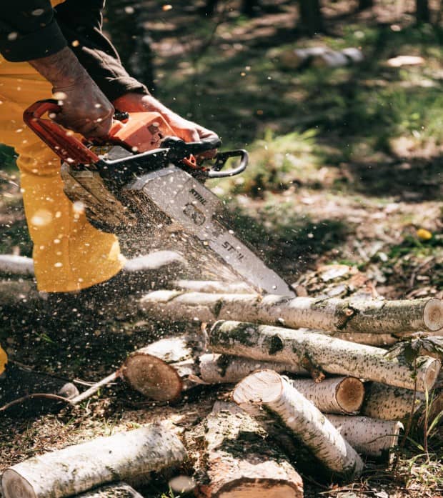 Taillage et élagage d'arbres Entreprise de ramonage